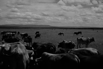Group of cows on field
