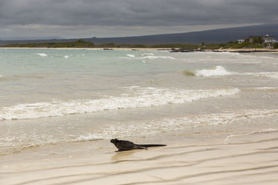 View of horse on beach