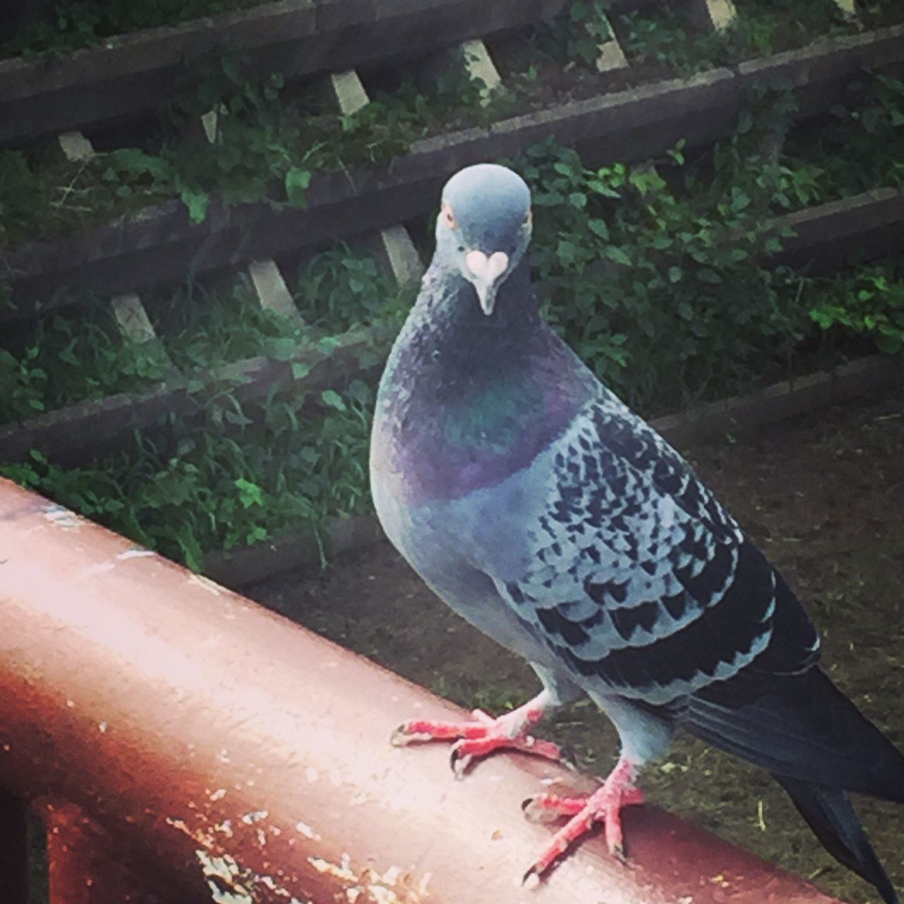 bird, animal themes, one animal, animals in the wild, wildlife, perching, beak, pigeon, close-up, full length, feather, focus on foreground, outdoors, nature, day, avian, railing, zoology, no people, two animals