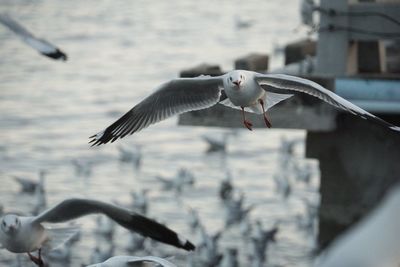 Seagull flying over a bird