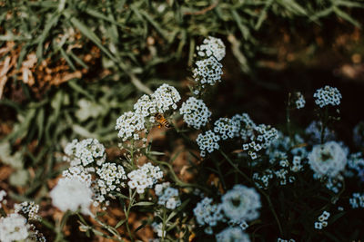 High angle view of flowering plant on snow covered land