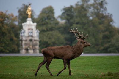 Large red stag on the move near the diana fountain, bushy park, during the autumn rutting season