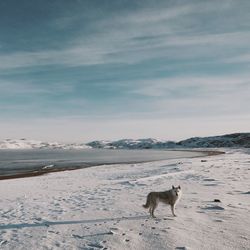 Dog on the beach