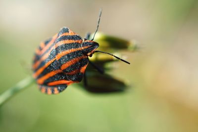 Close-up of red and black striped insect on leaf
