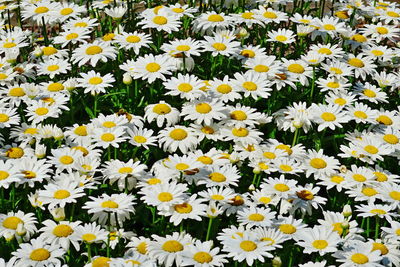 Close-up of white daisy flowers