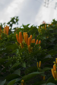 Close-up of yellow flowers blooming on field