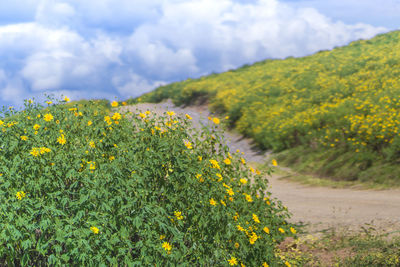 Yellow flowering plants on field against sky