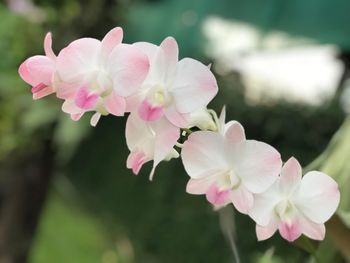 Close-up of pink cherry blossoms