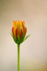 Close-up of yellow flower blooming outdoors