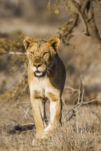 Lioness walking in forest