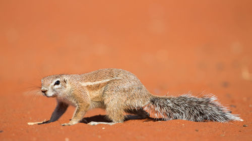 Cape ground squirrel xerus inauris, kalahari desert, namibia