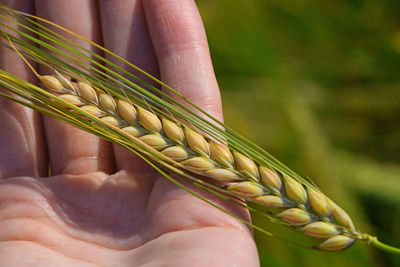 Close-up of hand holding wheat