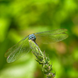 Close-up of insect on leaf