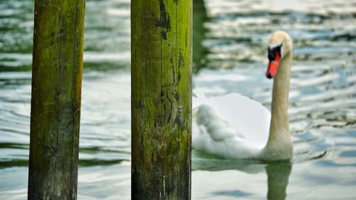 Wooden posts against mute swan swimming in lake