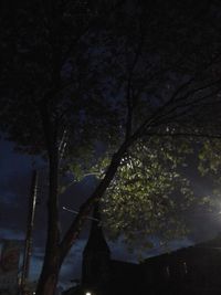 Low angle view of trees against sky at night