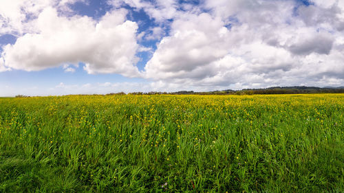 Scenic view of agricultural field against sky