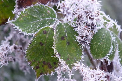 Close-up of spider web on plants during winter