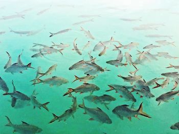 High angle view of fishes swimming in water