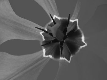 Close-up of flowering plant against white background