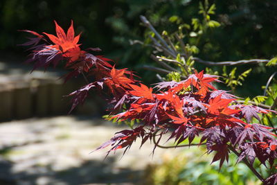 Close-up of maple leaves on tree