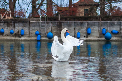 Swan dance