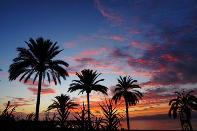 Silhouette of palm trees at sunset
