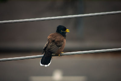 Close-up of bird perching on railing