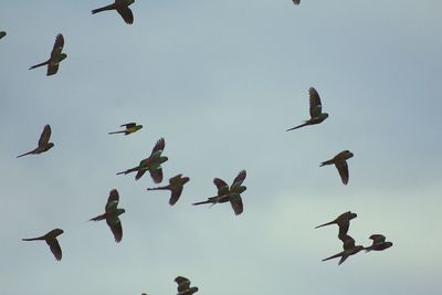 Low angle view of birds flying in sky