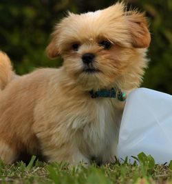 Portrait of cute puppy