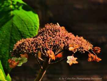 Close-up of flowering plant