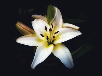 Close-up of white flower against black background