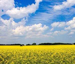 Sunflower field against sky