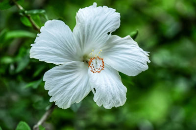 Close-up of flower blooming outdoors