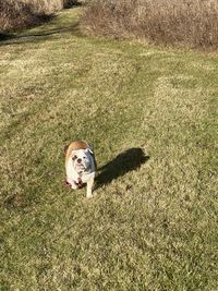 High angle view of dog on field