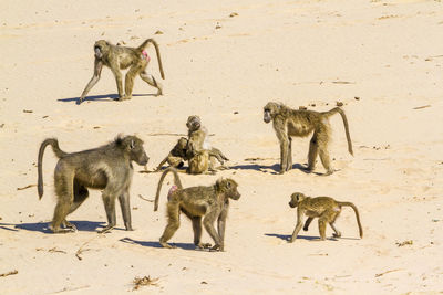 High angle view of goats on beach