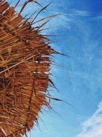 Low angle view of palm tree against sky