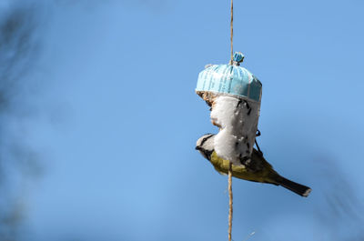 Low angle view of a bird against sky