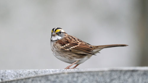 Close-up of bird perching on retaining wall