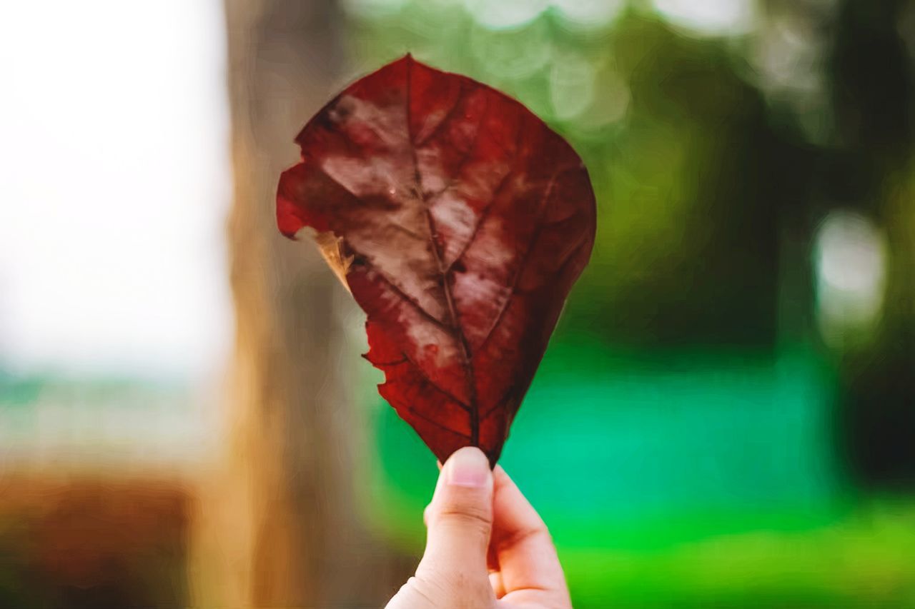 human hand, hand, human body part, one person, focus on foreground, close-up, leaf, unrecognizable person, holding, real people, finger, red, human finger, plant part, body part, day, nature, personal perspective, outdoors, change, human limb