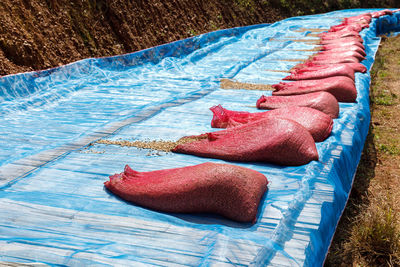 Sack red of coffee beans drying on the plantation, community industries about cultivation 