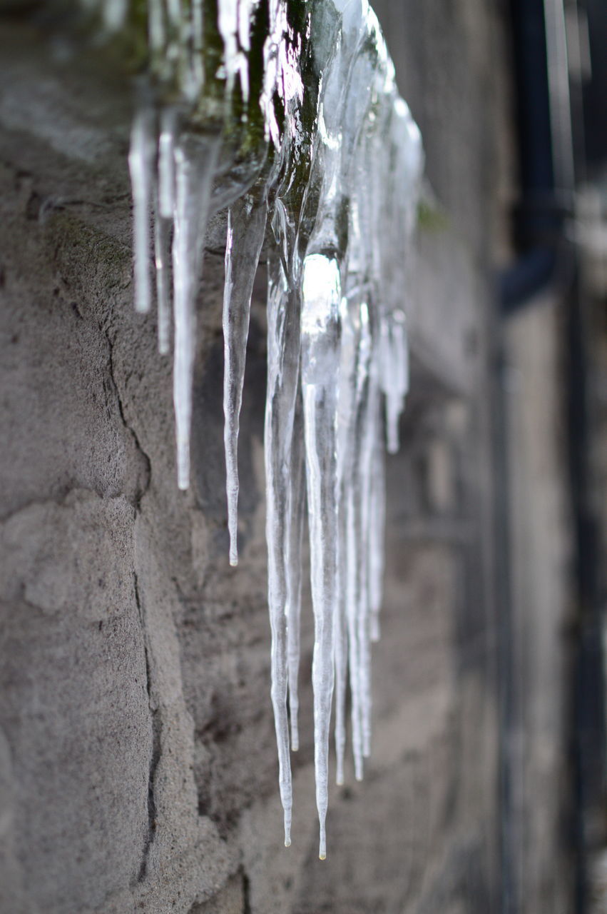 CLOSE-UP OF ICICLES HANGING ON TREE DURING WINTER