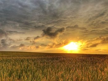 Scenic view of wheat field against sky during sunset