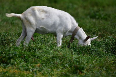 Dog lying on grass