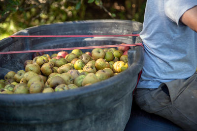 One man hauls a bin of fresh picked apples in orchard.