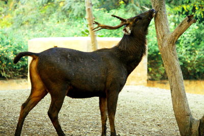 Deer standing on field