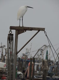 Egret perching on metal against sky