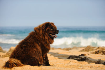 Dog on beach against sky