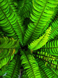 Full frame shot of green leaf