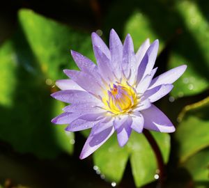 Close-up of wet purple flower