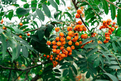 Low angle view of berries growing on tree